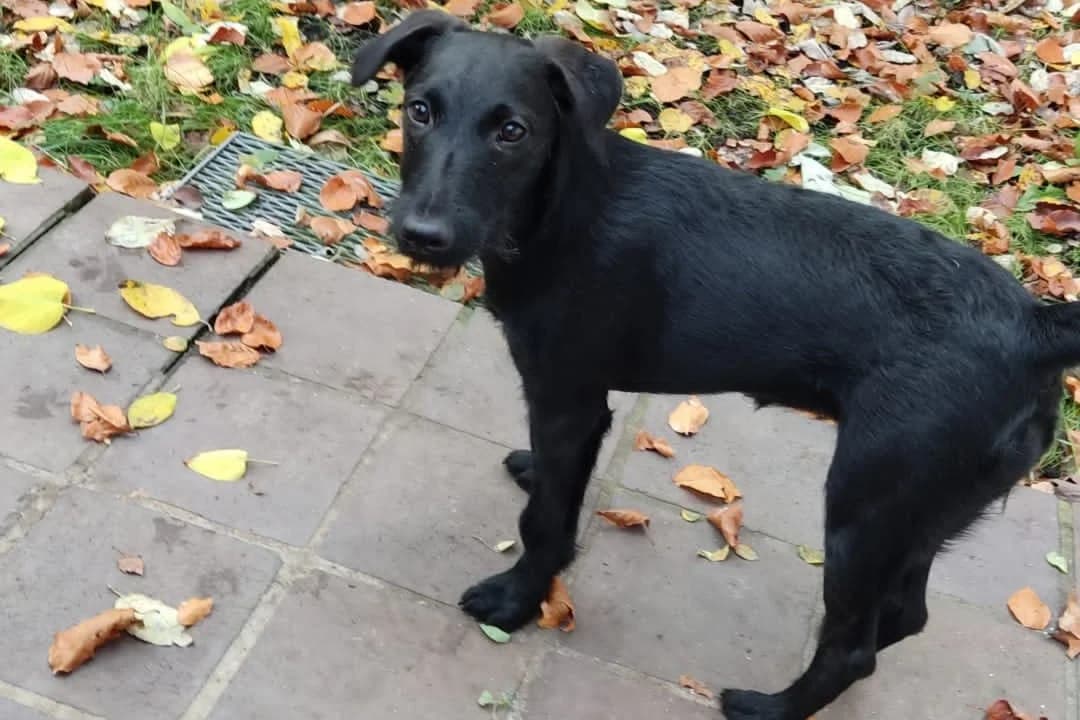 Lilly, female Mixed Breed for adoption at Tierheim Starnberg, Starnberg