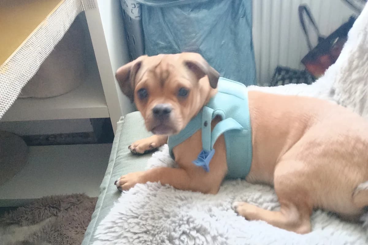 Gregor und Josie –,  puppy Mixed Breed for adoption at Tierheim Starnberg, Starnberg