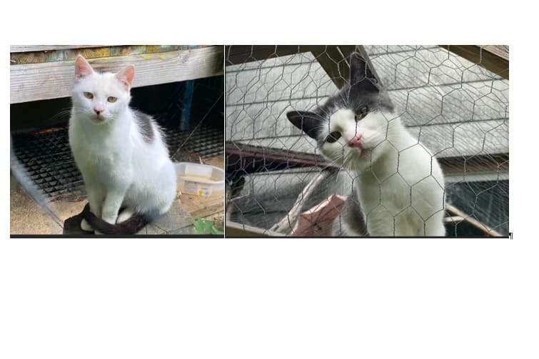 Rosi und Franz,  5yo Mixed Breed for adoption at Tierheim Starnberg, Starnberg