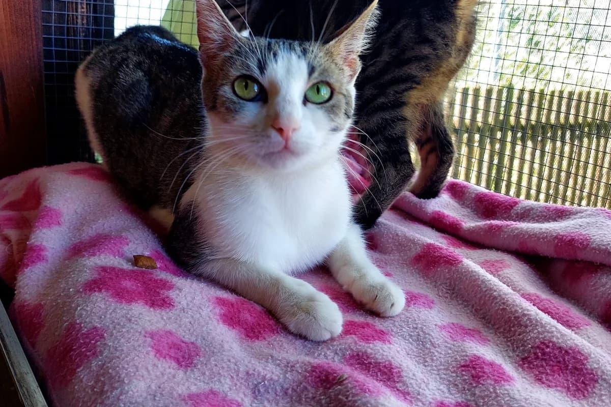 Mimi –,  senior Mixed Breed for adoption at Tierheim Starnberg, Starnberg