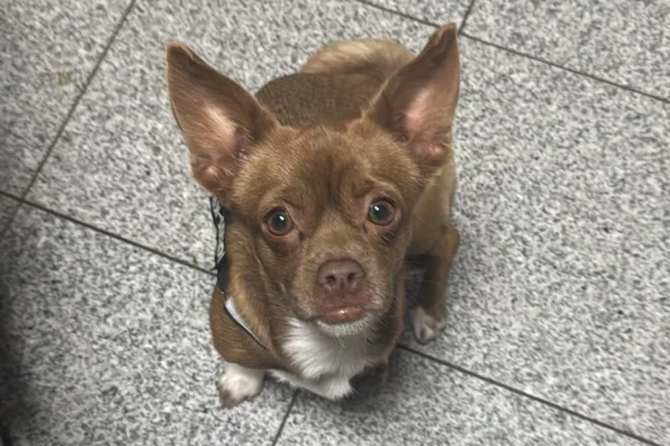 Lilly,  3yo Chihuahua for adoption at Tierheim Starnberg, Starnberg