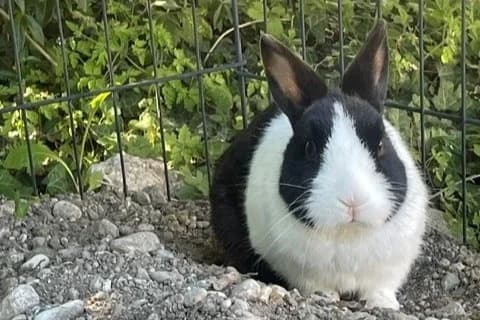 Kai,  6yo Mixed Breed for adoption at Tierheim Starnberg, Starnberg