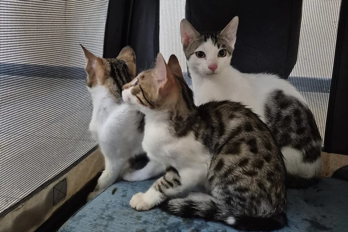 junge Bengalen Mix, male Mixed Breed for adoption at Tierheim Starnberg, Starnberg