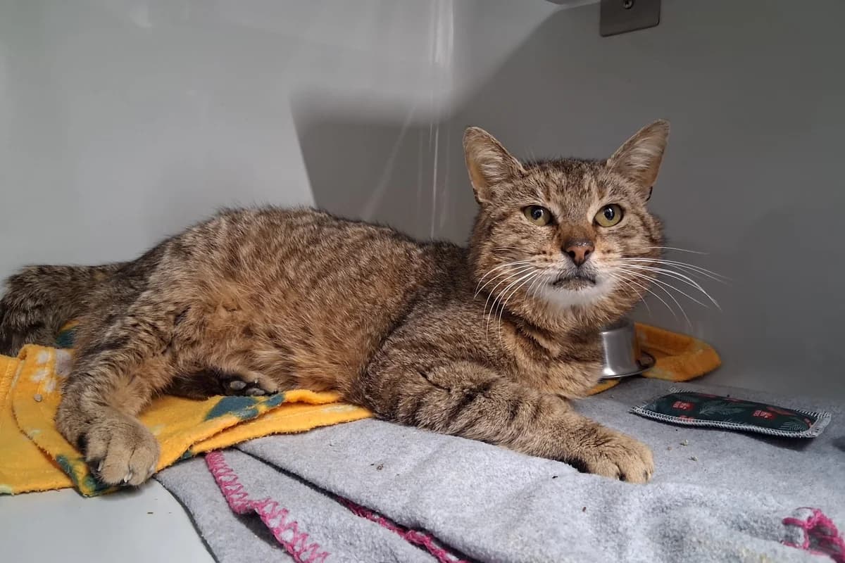 Fundkater aus Andechs vom 29.07.2026, male Mixed Breed for adoption at Tierheim Starnberg, Starnberg