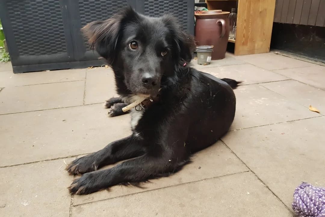 Zelda, female mixed breed for adoption at Tierheim Starnberg, Starnberg