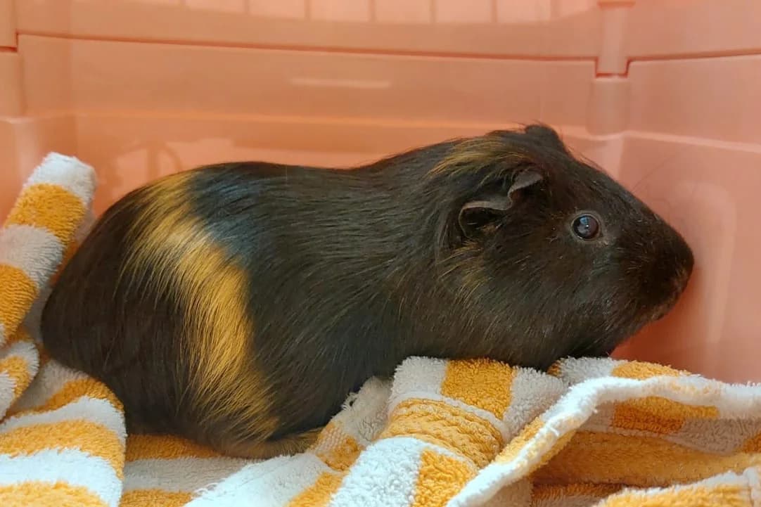 Fundmeerschweinchen vom 31.07.2026 aus Starnberg, Mixed Breed (Tierheim Starnberg)
