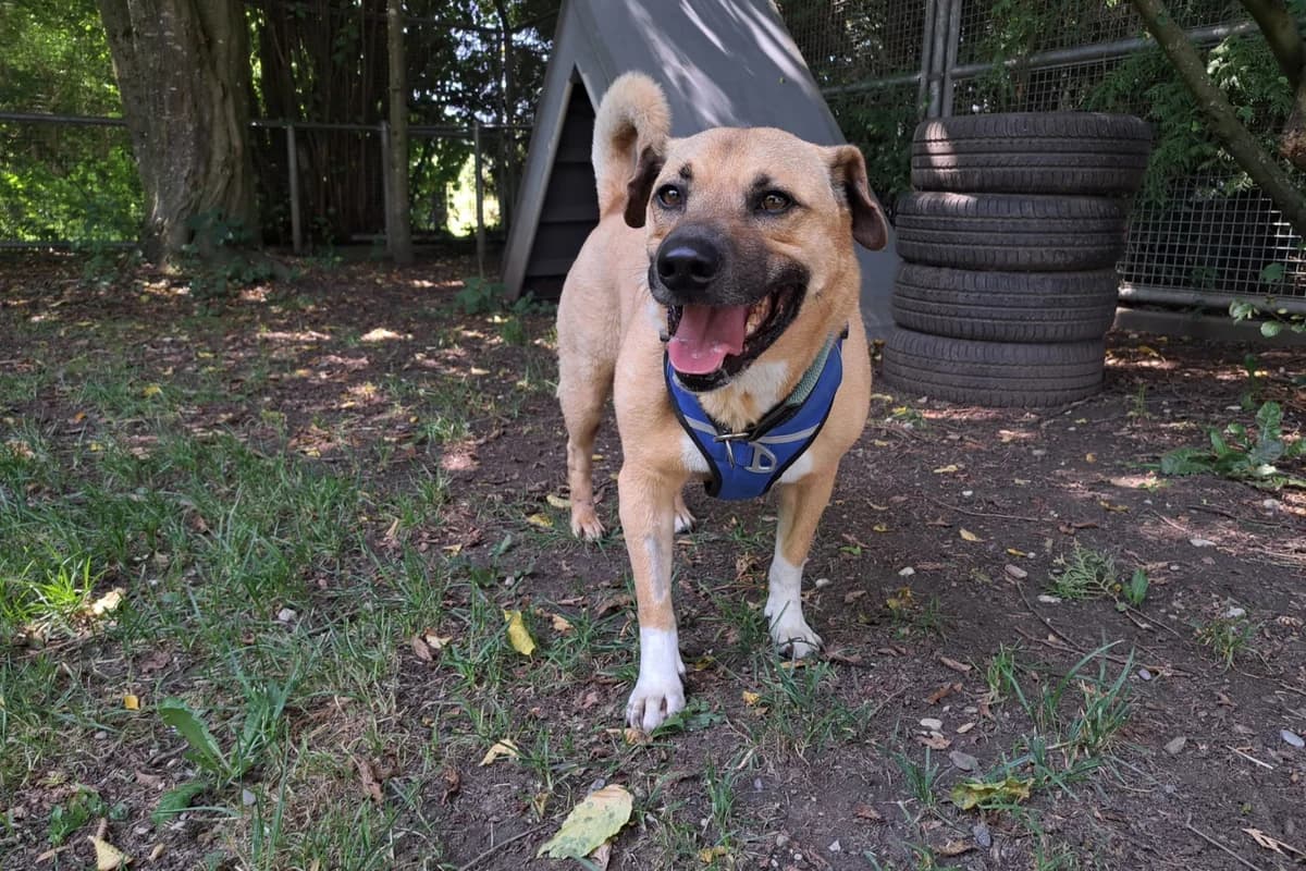 Huleo, male Mixed Breed for adoption at Tierheim Starnberg, Starnberg