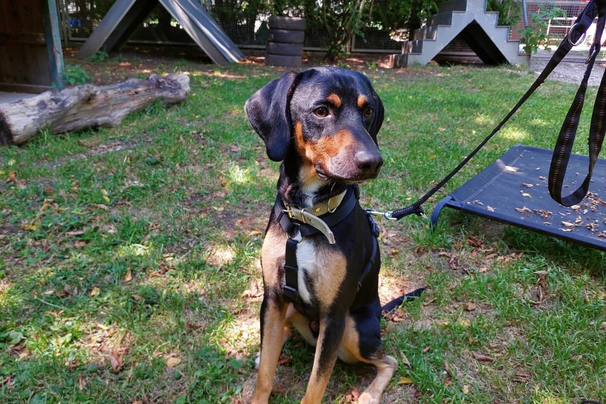 Gustl, male Mixed Breed for adoption at Tierheim Starnberg, Starnberg