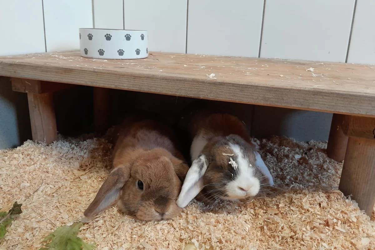Eddi und Yuki, braun  3yo Mixed Breed for adoption at Tierheim Starnberg, Starnberg
