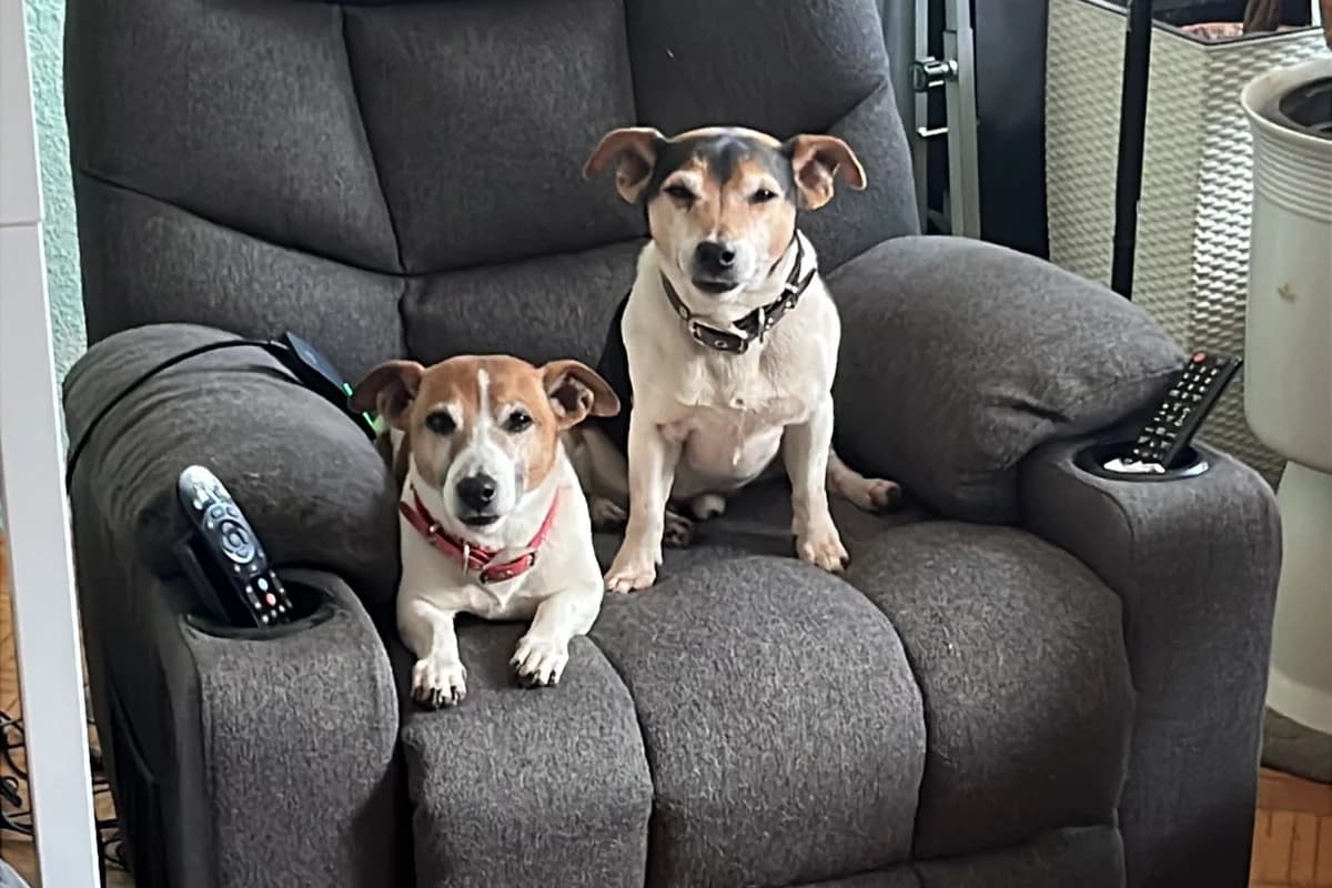 Leo &,  senior Mixed Breed for adoption at Tierheim Starnberg, Starnberg