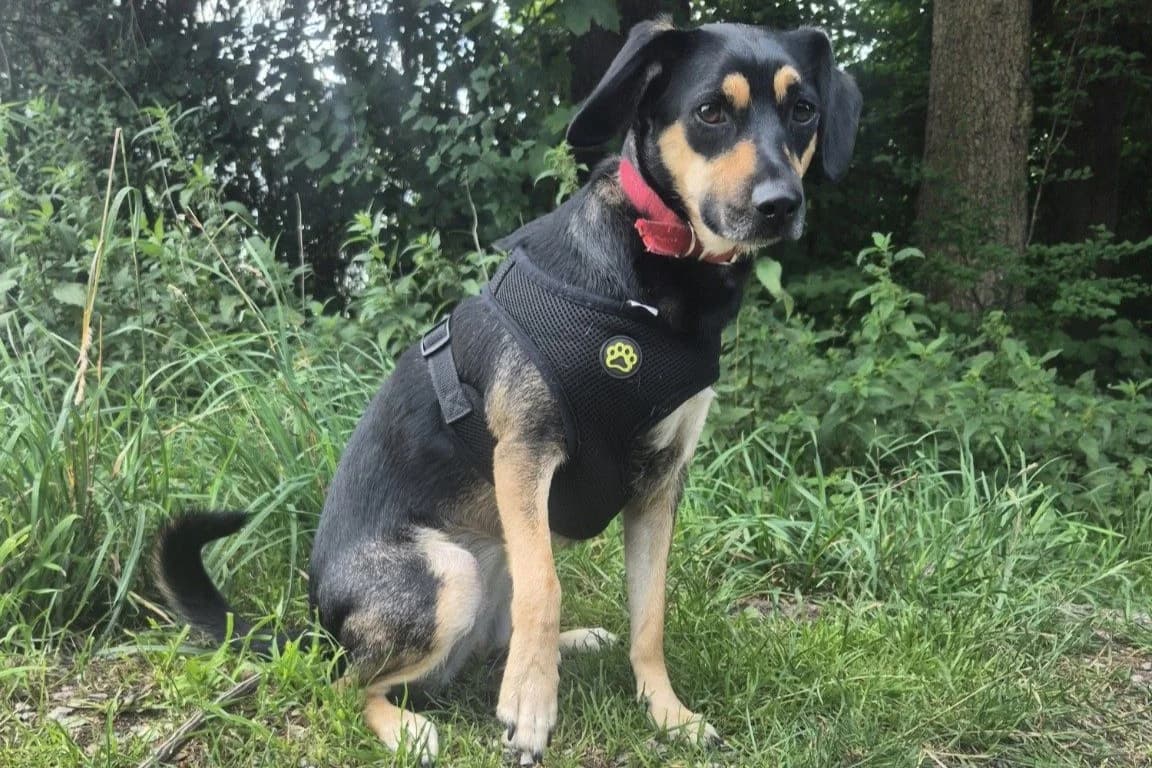 Żaba, female Mixed Breed for adoption at Tierheim Starnberg, Starnberg