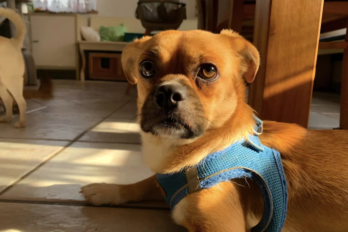 Max, male 3yo Mixed Breed for adoption at Tierheim Starnberg, Starnberg