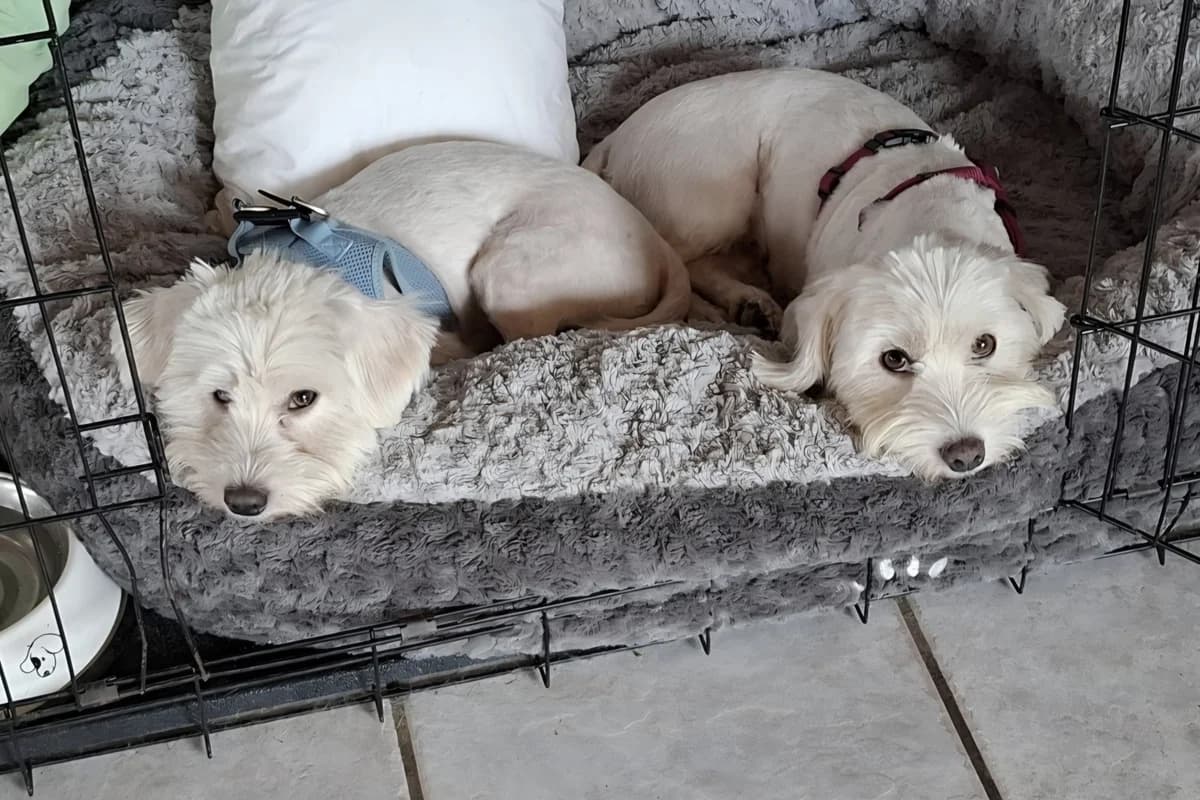 Bonnie &,  3yo Mixed Breed for adoption at Tierheim Starnberg, Starnberg
