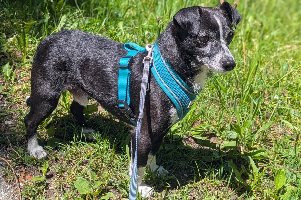 Bim, male 5yo Mixed Breed for adoption at Tierheim Starnberg, Starnberg