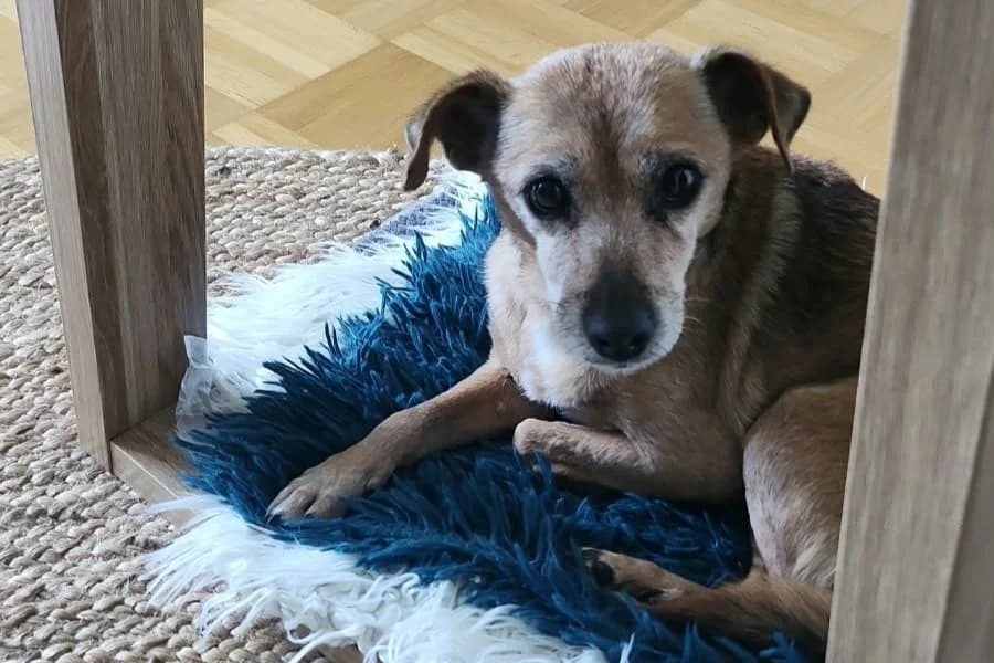 Pina, senior Mixed Breed for adoption at Tierheim Starnberg, Starnberg