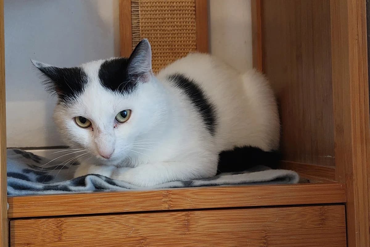 Tassilo, male 5yo Mixed Breed for adoption at Tierheim Starnberg, Starnberg