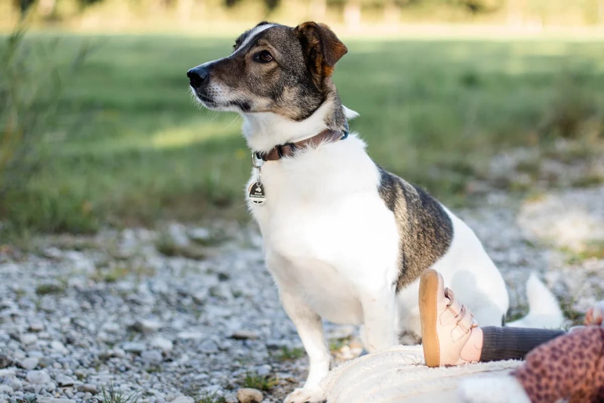 Bobby, male 4yo Mixed Breed for adoption at Tierheim Starnberg, Starnberg