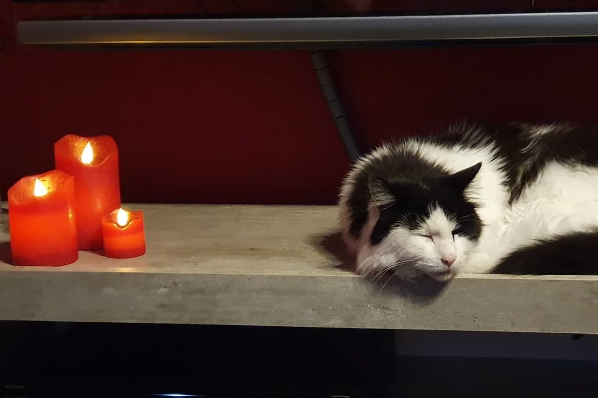 Bärli, male Mixed Breed for adoption at Tierheim Starnberg, Starnberg