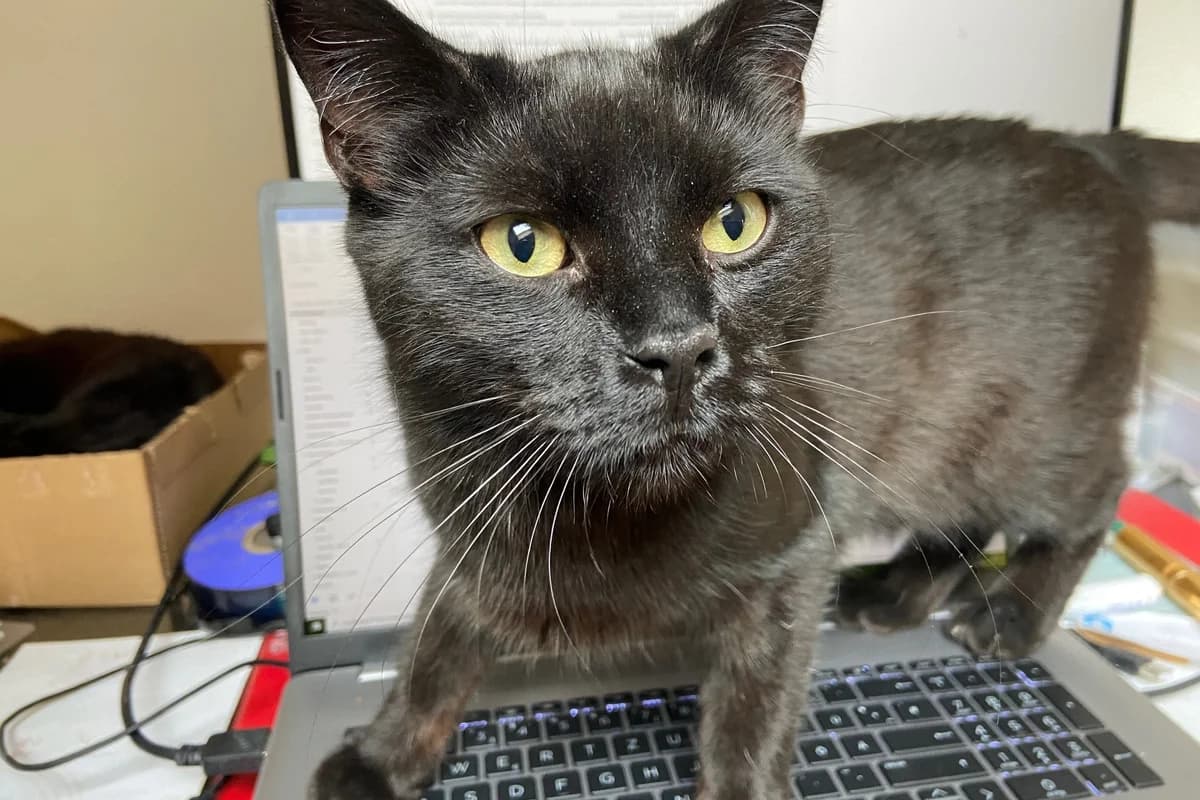 Pille, male Mixed Breed for adoption at Tierheim Starnberg, Starnberg