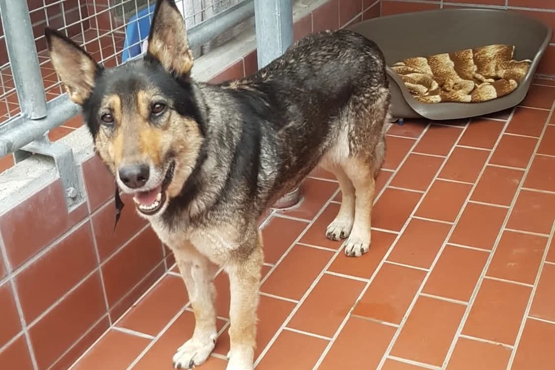 Guma -Ukraine- ZUHAUSE GEFUNDEN, female Mixed Breed for adoption at Tierheim Starnberg, Starnberg