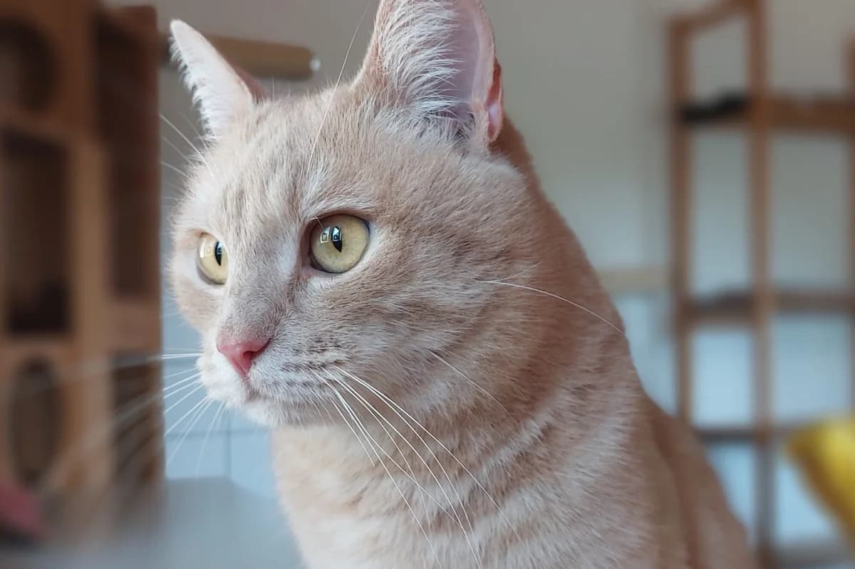 Patik -Ukraine- ZUHAUSE GEFUNDEN, male Mixed Breed for adoption at Tierheim Starnberg, Starnberg