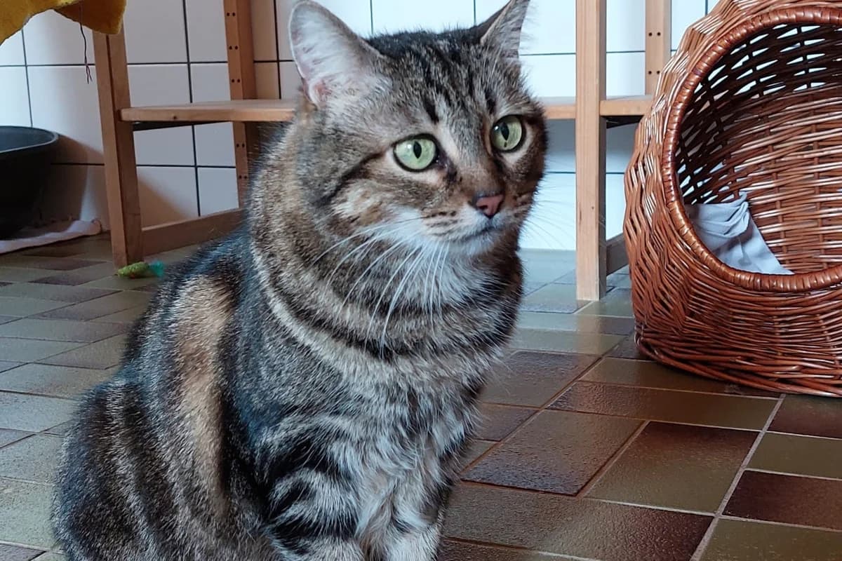 Dusya -Ukraine- ZUHAUSE GEFUNDEN,  senior Mixed Breed for adoption at Tierheim Starnberg, Starnberg