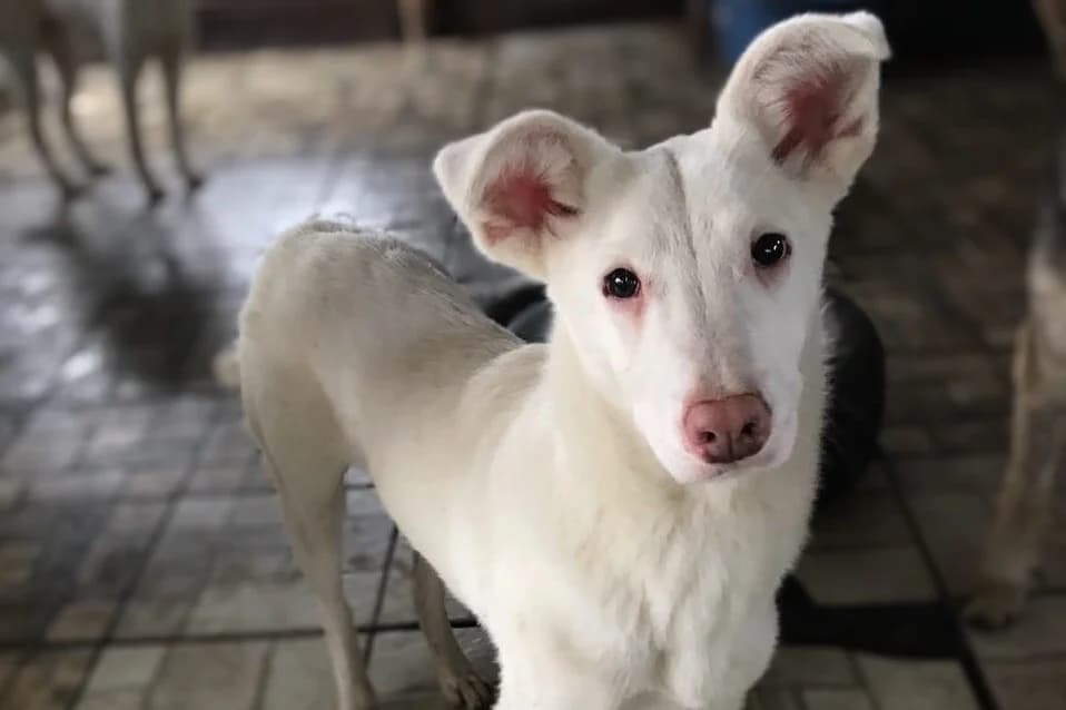 Zefir – Ukraine- ZUHAUSE GEFUNDEN,  Mixed Breed for adoption at Tierheim Starnberg, Starnberg