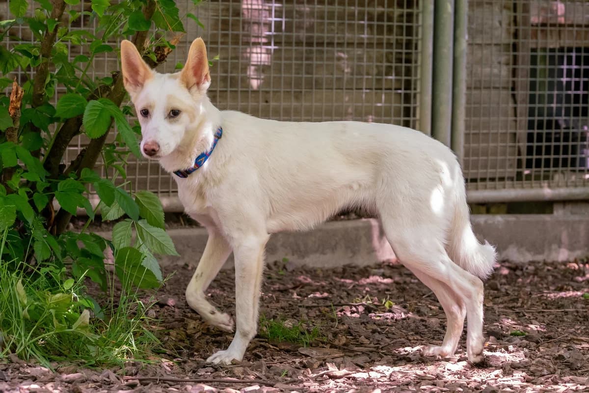 Langstrumpf – Ukraine- ZUHAUSE GEFUNDEN,  Mixed Breed for adoption at Tierheim Starnberg, Starnberg