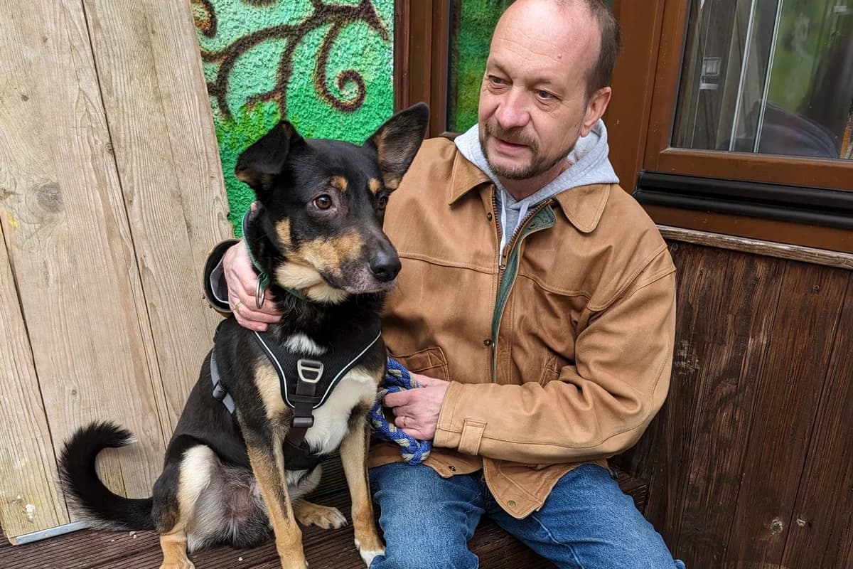 Nick -Ukraine- ZUHAUSE GEFUNDEN, male Mixed Breed for adoption at Tierheim Starnberg, Starnberg