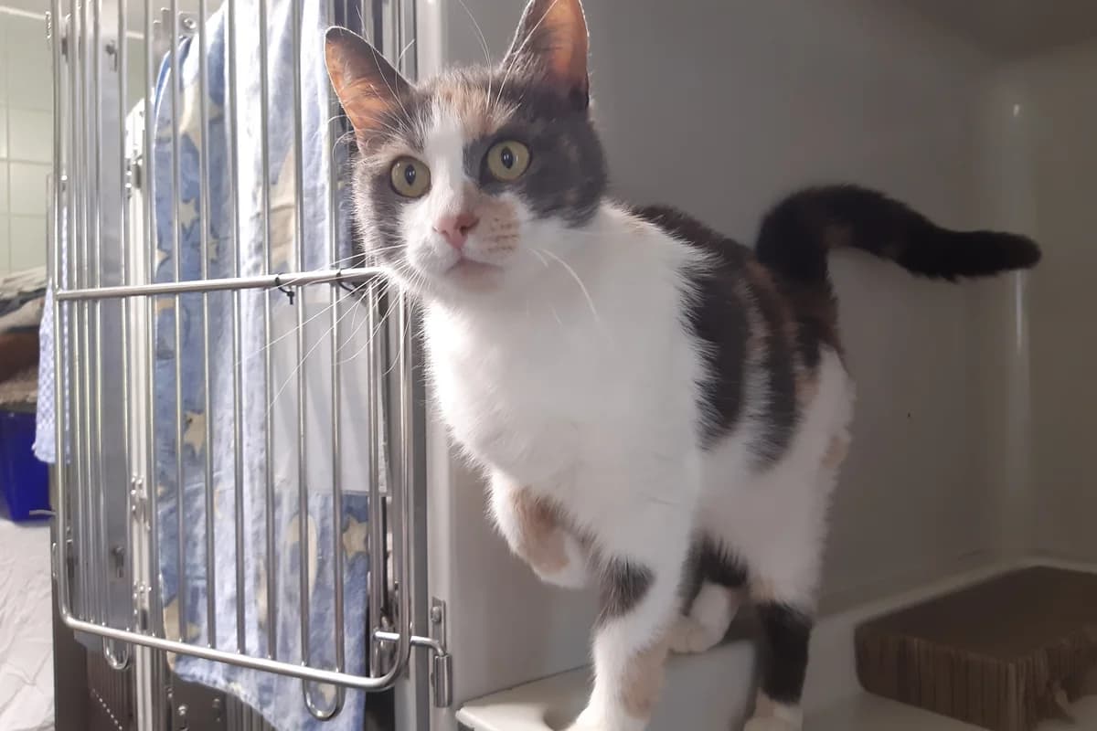 Mirabelle -Ukraine- ZUHAUSE GEFUNDEN, female Mixed Breed for adoption at Tierheim Starnberg, Starnberg