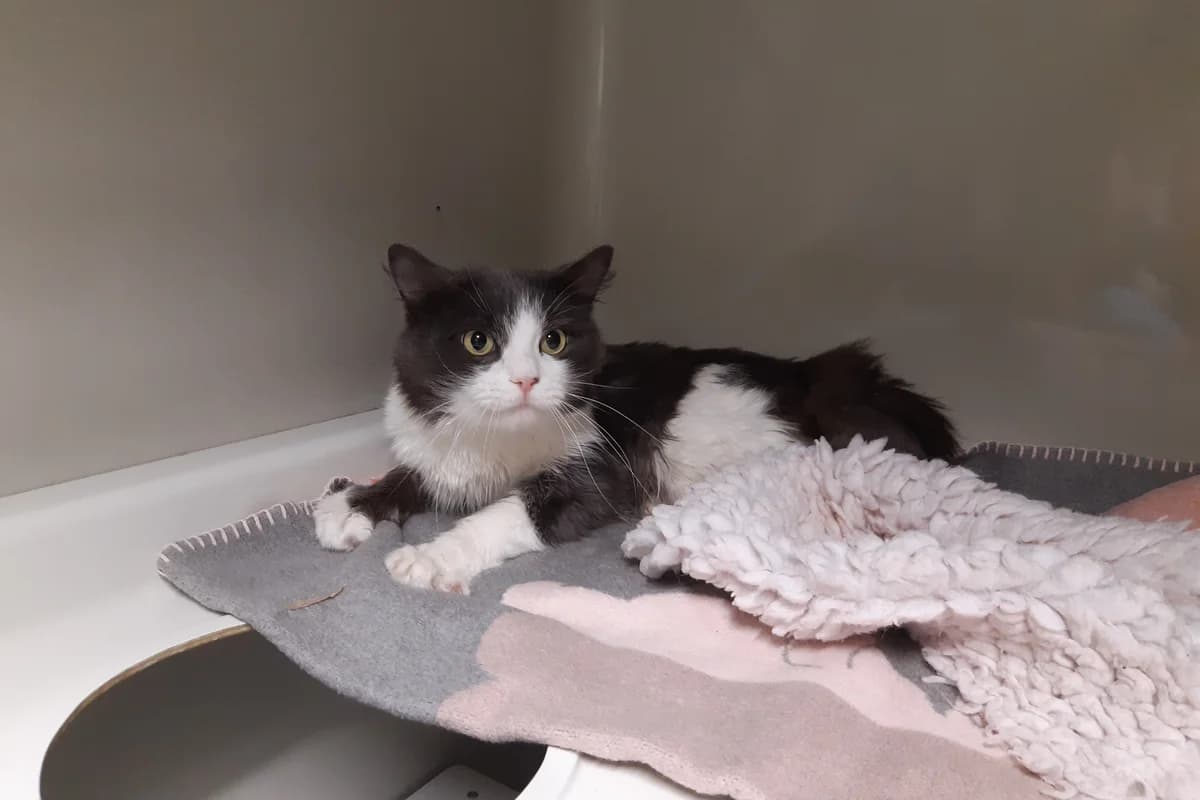 Kim -Ukraine- ZUHAUSE GEFUNDEN, male Mixed Breed for adoption at Tierheim Starnberg, Starnberg