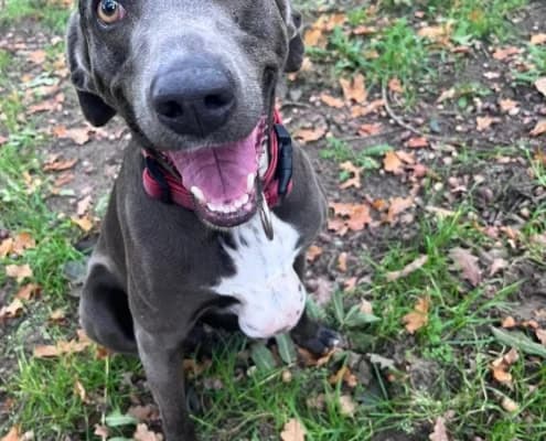 Amber, female 5yo Weimaraner for adoption at Tierheim Stendal, Stendal