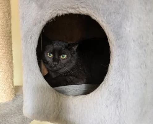 Arman, male Mixed Breed for adoption at Tierheim Stendal, Stendal