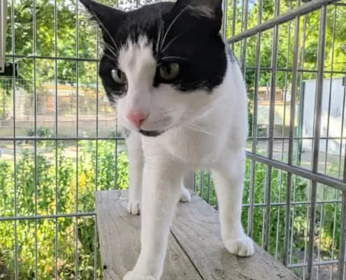 Arthur (hat Interessenten), male young Mixed Breed for adoption at Tierheim Stendal, Stendal