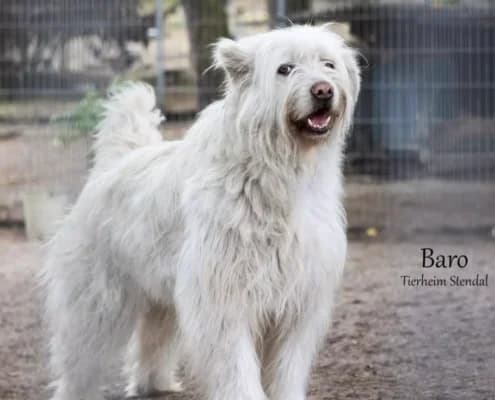 Baro, gold male Romanian Shepherd for adoption at Tierheim Stendal, Stendal