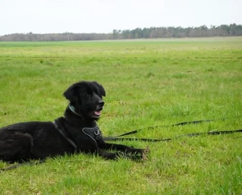 Benni, male 7yo mixed breed for adoption at Tierheim Stendal, Stendal