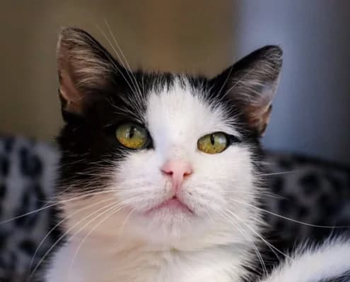 Carla, female Mixed Breed for adoption at Tierheim Stendal, Stendal