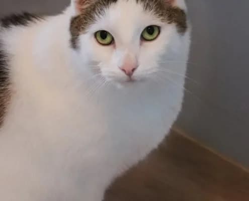 Charly, male Mixed Breed for adoption at Tierheim Stendal, Stendal