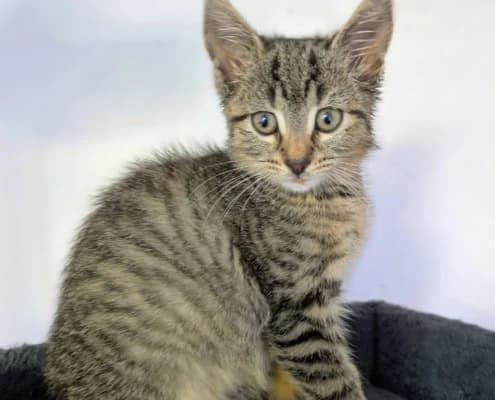 Claudette, female puppy Mixed Breed for adoption at Tierheim Stendal, Stendal