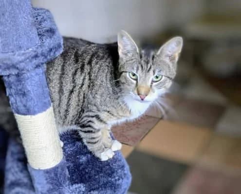 Diddi, male 4yo Mixed Breed for adoption at Tierheim Stendal, Stendal
