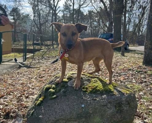Elly, female senior mixed breed for adoption at Tierheim Stendal, Stendal