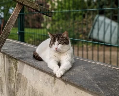 Franzi, female Mixed Breed for adoption at Tierheim Stendal, Stendal