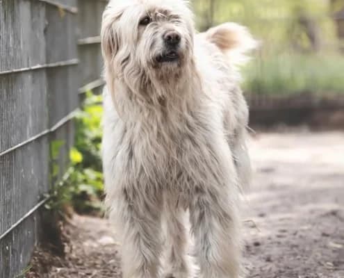 Fu, male Romanian Shepherd for adoption at Tierheim Stendal, Stendal