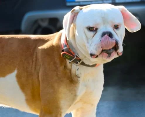 Hansi, male 5yo Mixed Breed for adoption at Tierheim Stendal, Stendal