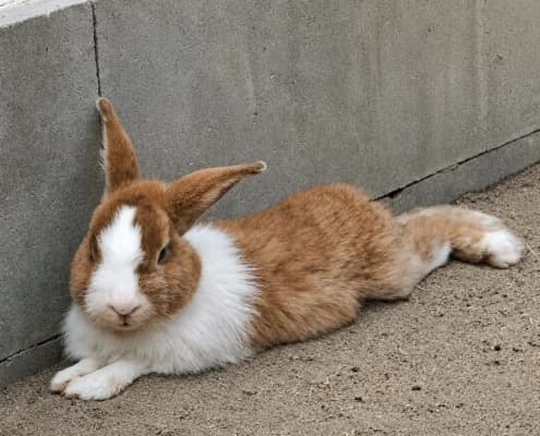 Hasi, sand male Mixed Breed for adoption at Tierheim Stendal, Stendal