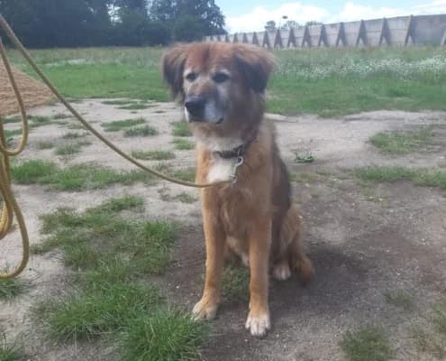 Jimmy-Lee, male senior Labrador Retriever for adoption at Tierheim Stendal, Stendal