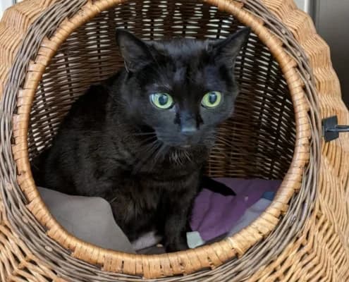 Lydia (hat Interessenten), female 5yo Mixed Breed for adoption at Tierheim Stendal, Stendal
