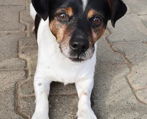 Max, male senior Jack Russell Terrier for adoption at Tierheim Stendal, Stendal