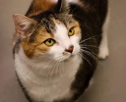 Natti, female senior Mixed Breed for adoption at Tierheim Stendal, Stendal