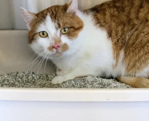 Red, male Mixed Breed for adoption at Tierheim Stendal, Stendal